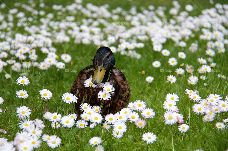 Close-up of duck on grassy field
