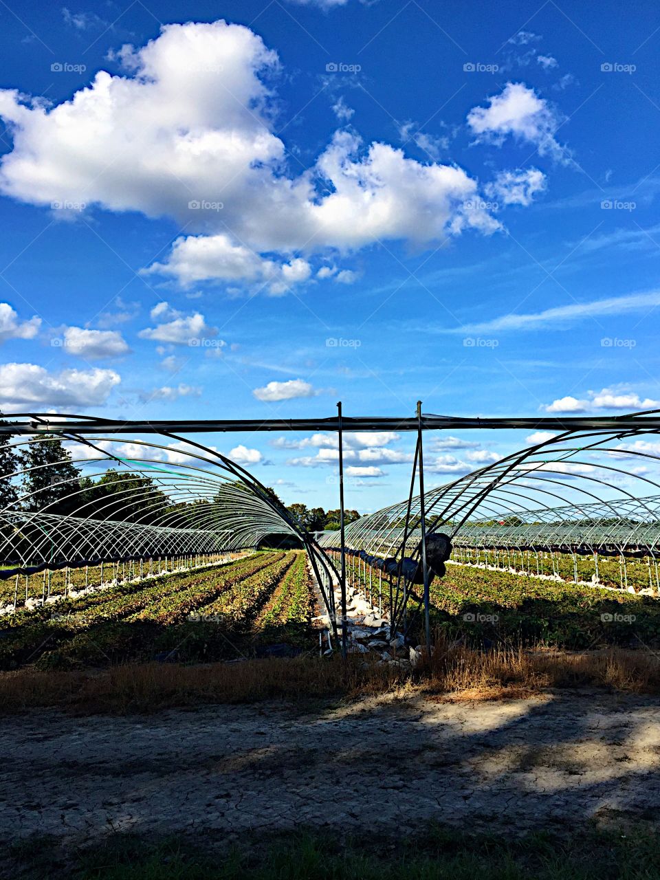 Strawberry plantation! 