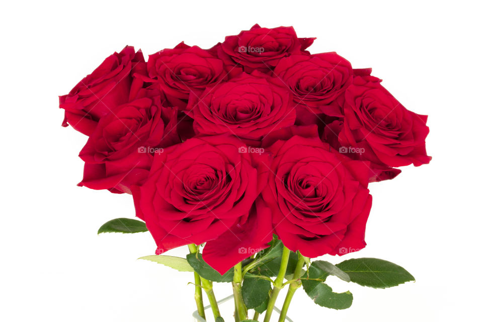 Bunch of red roses on white background