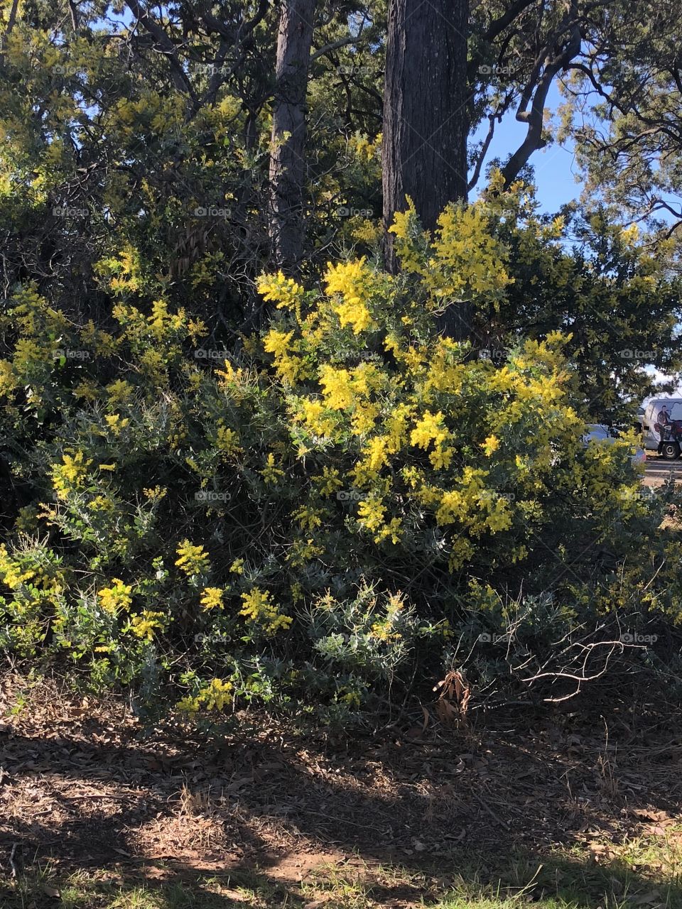 Wattle bush 