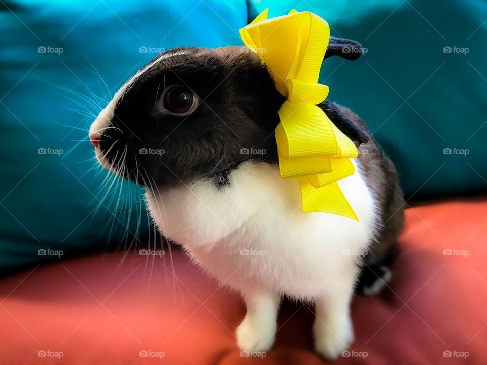 Big bow on bunny rabbit