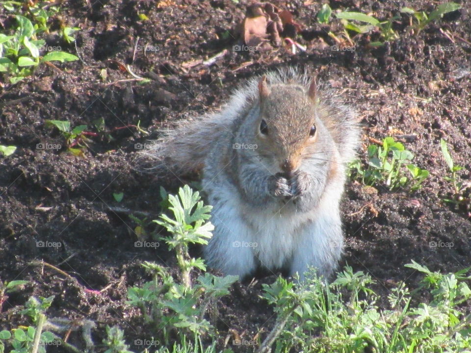 Squirrel eating