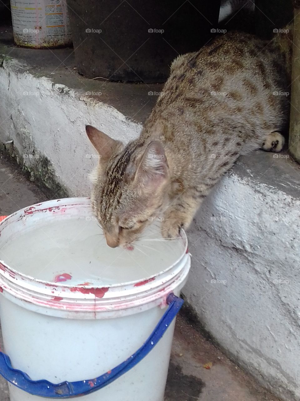 Cat Drinking Water...
