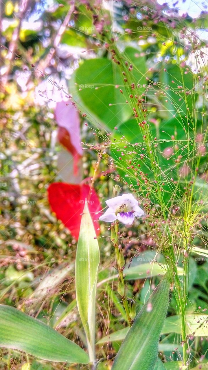 grasslands meet the wild flower in the hills
