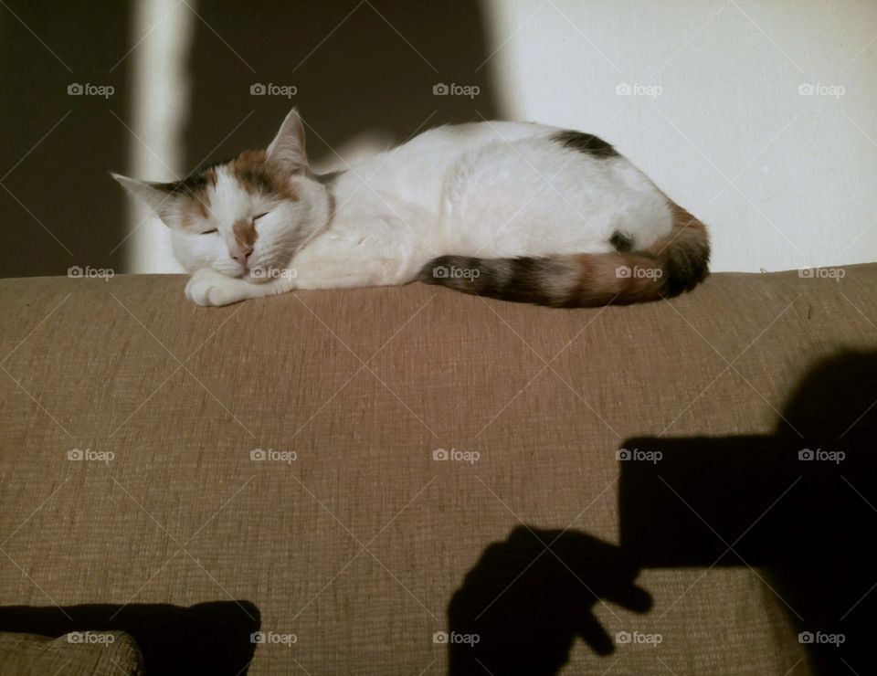 cat sleep and shadows photografs