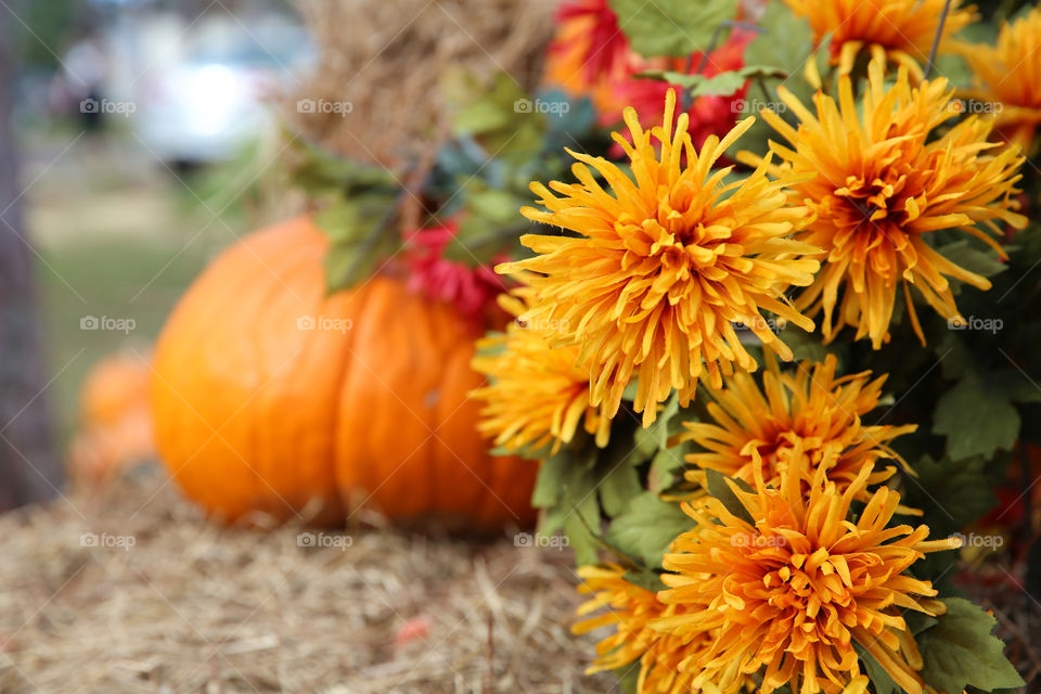 Autumn Flowers