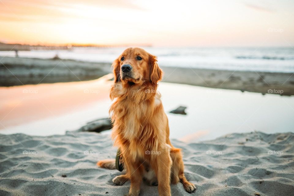 Beautiful and cute dog