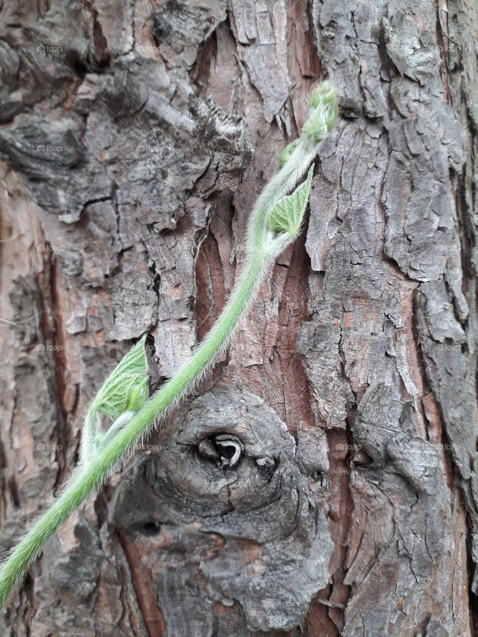 life growth plant tree leaf bark texture