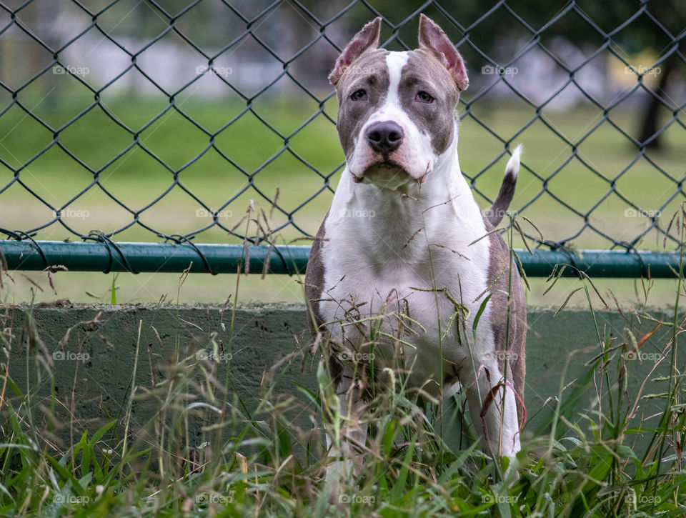 Pitbull dog on alert