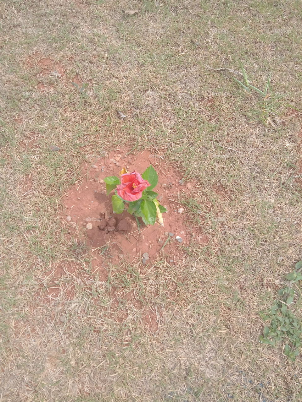 O Encanto das flores!