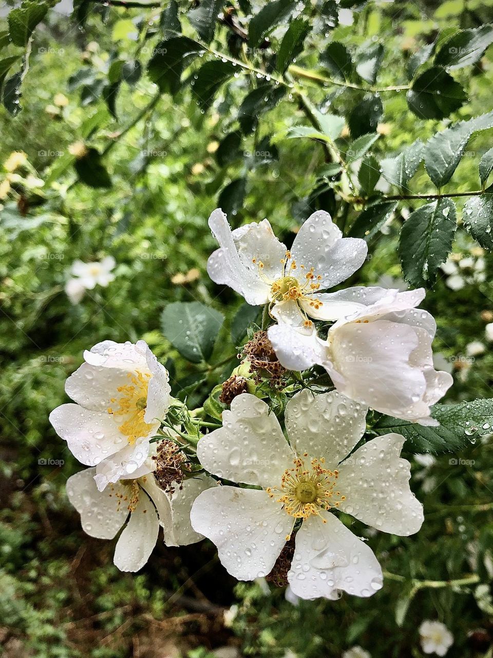 Springtime raindrops sit on delicate rose petals in the mountains of Utah 