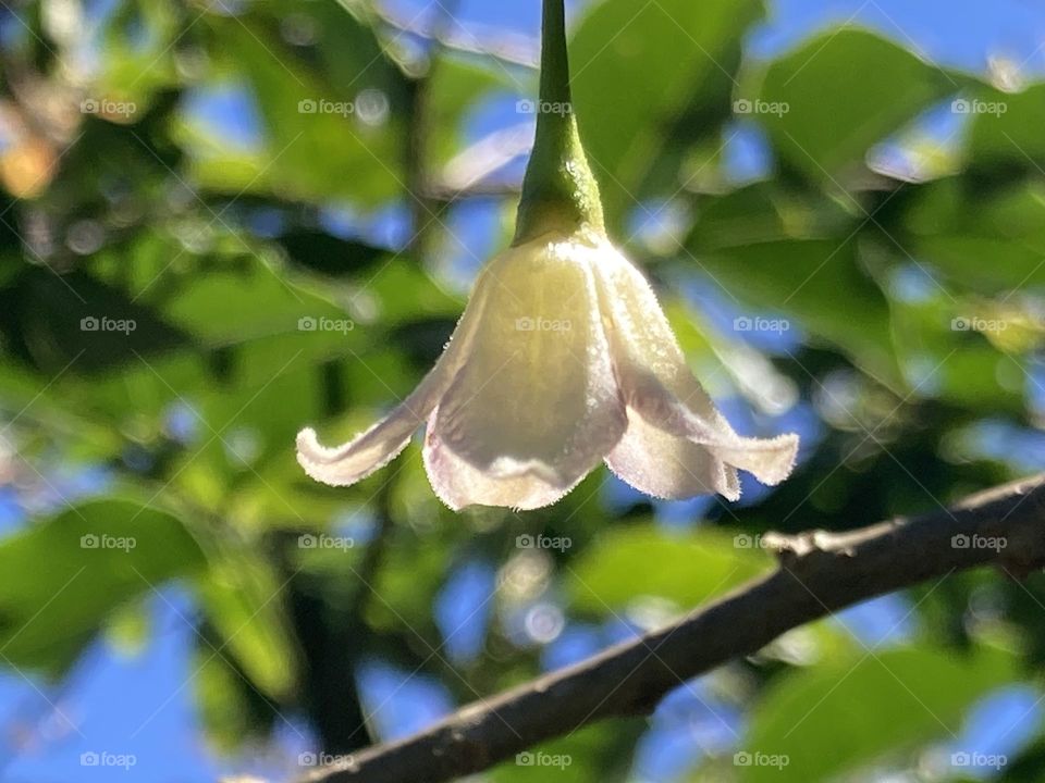 Flor pendente em forma de sino em tons pastel bege é lilás. Fundo com folhas e céu azul.