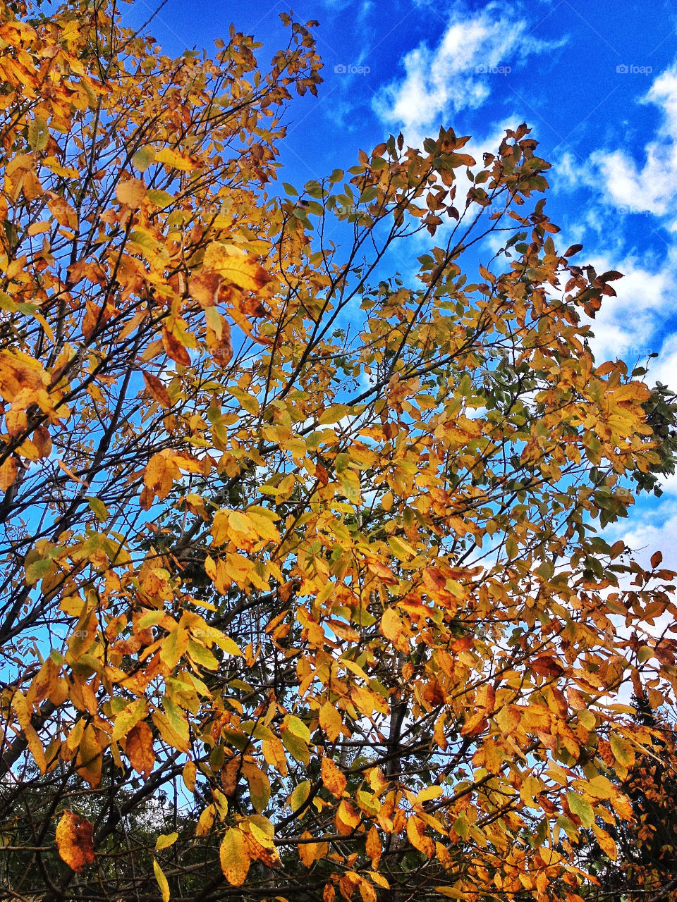 sky nature tree leaves by penguincody