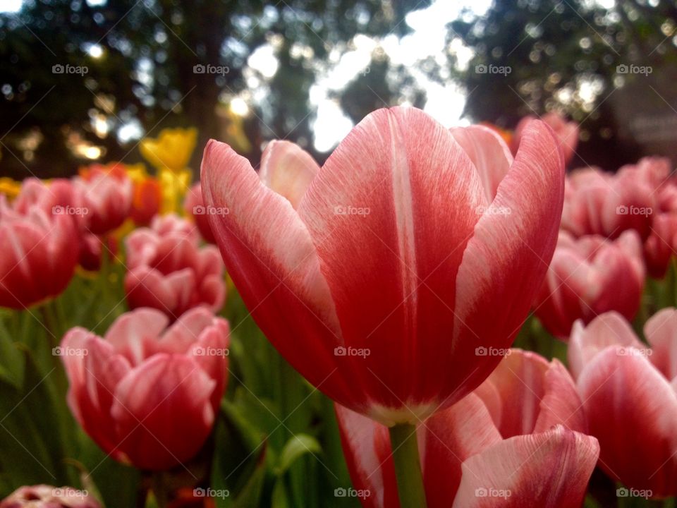 red tulip