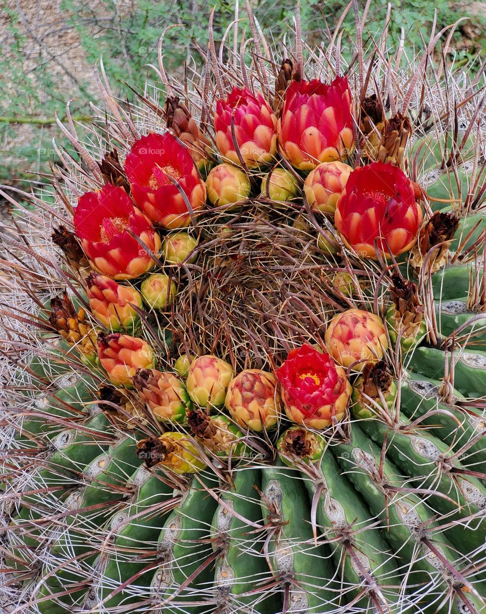 Top of Barrel Cactus