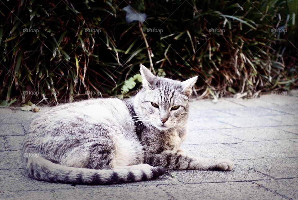 A tabby cat is resting in the garden.
