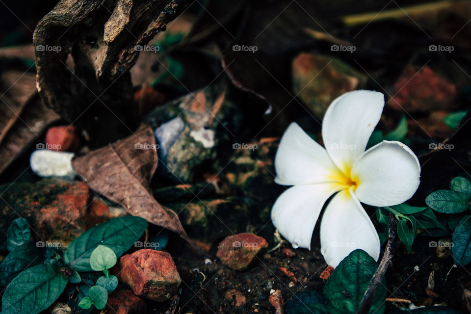 Flower in the forest