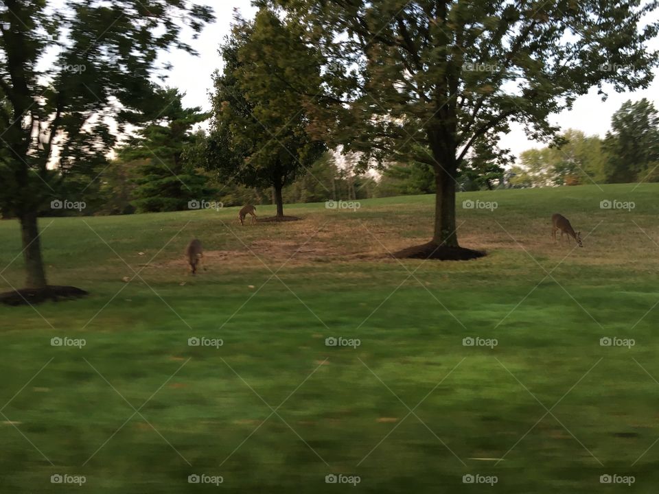 Driving through the Midwest, chances are pretty high that you’ll see at least one deer per day. Sometimes you’ll get to see 5-10 at once! A day without a sighting is a miserable day indeed.