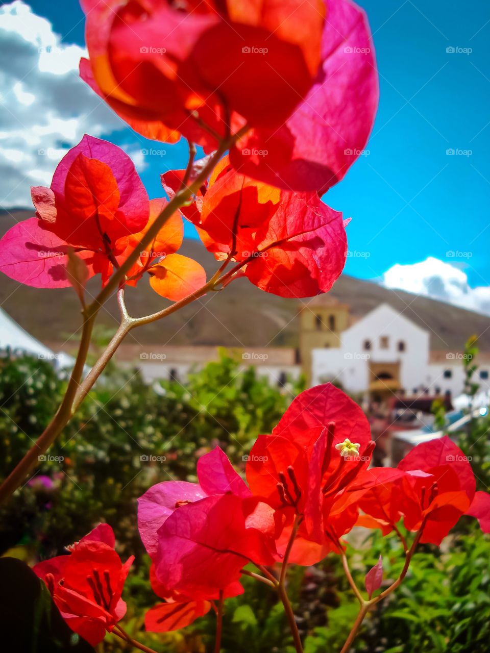 Buganviles de color naranja, magenta y rojo en la plaza principal de Villa de Leyva, Boyacá, Colombia durante el festival del árbol 2019