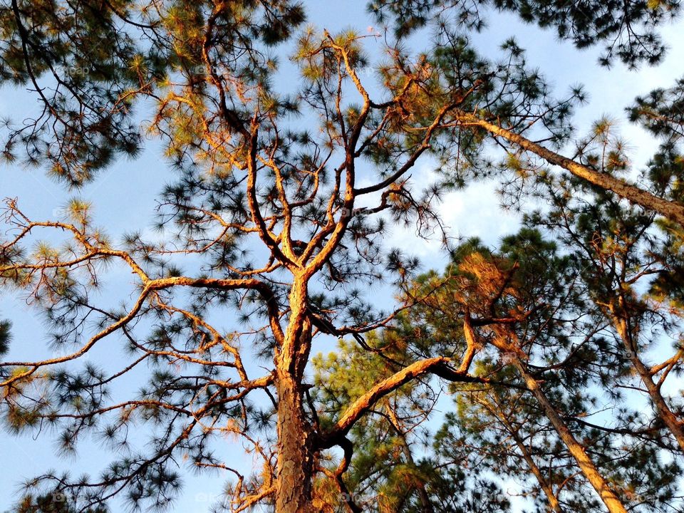 Low angle view of trees