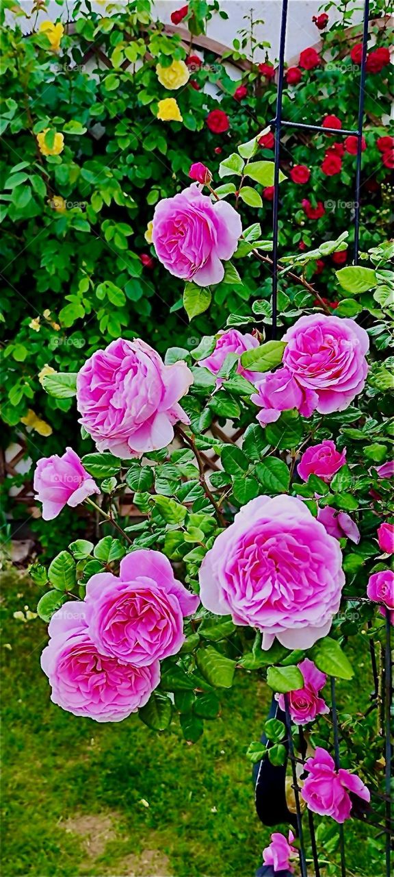 These beautiful lush big pink roses grow in a garden in rural “Lower Bavaria”, Germany and they are currently in full bloom. 2024. Hypnotic Productions