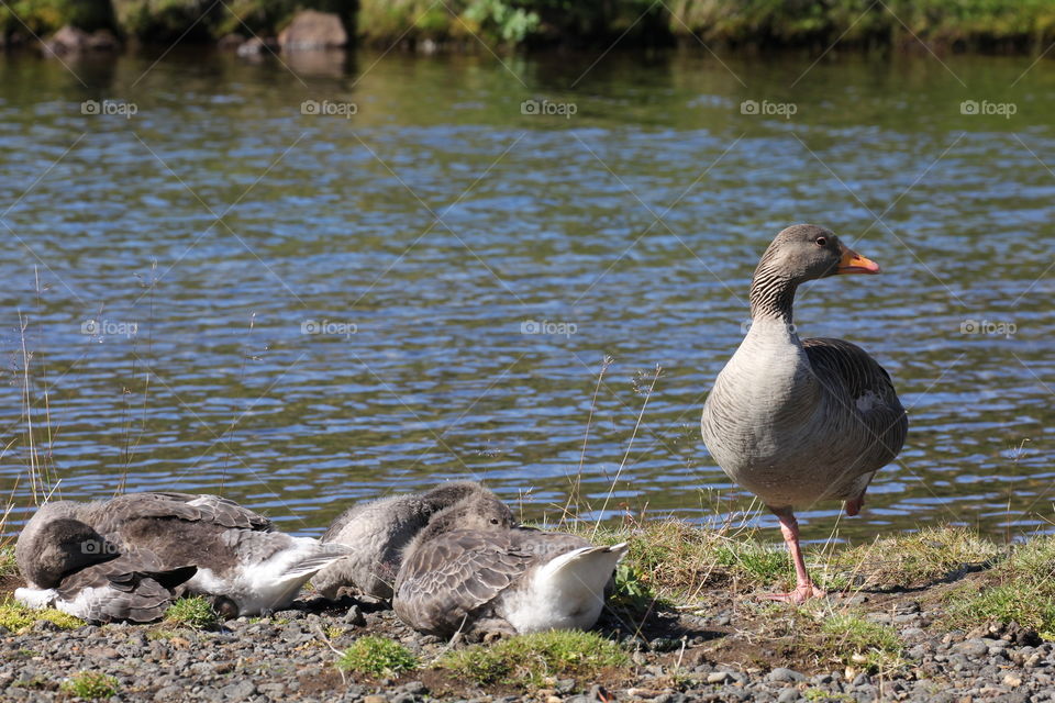 Ducks on the river