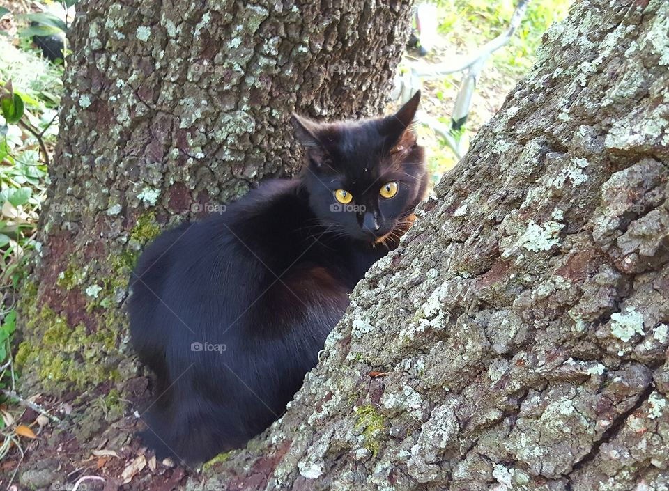 "Bob" resting in the tree