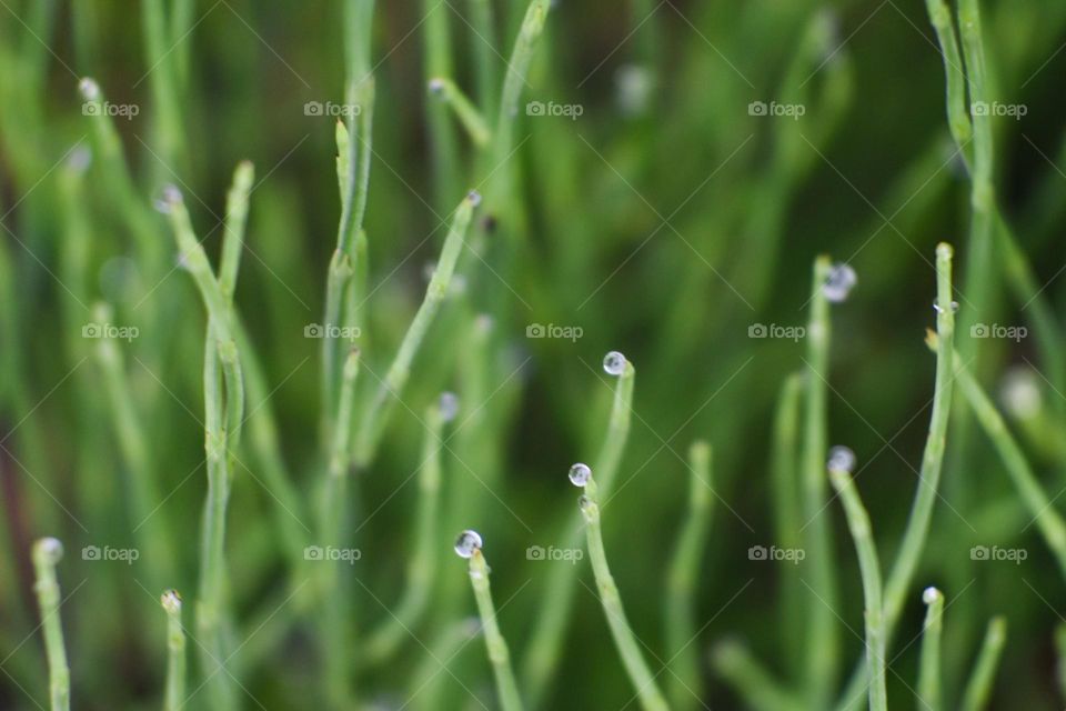One of the best macro and close up photos I have taken. I just love how delicate these grass are and the droplets on top.