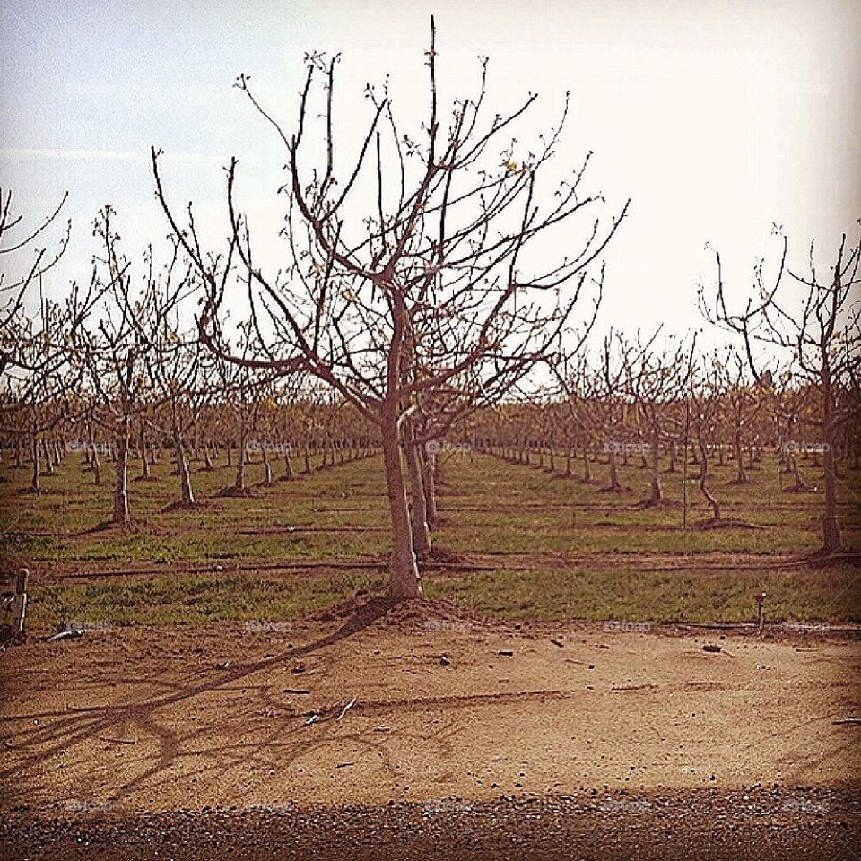 Almond Trees