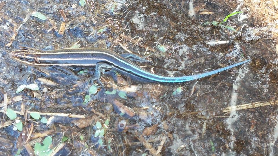 Blue tailed lizard