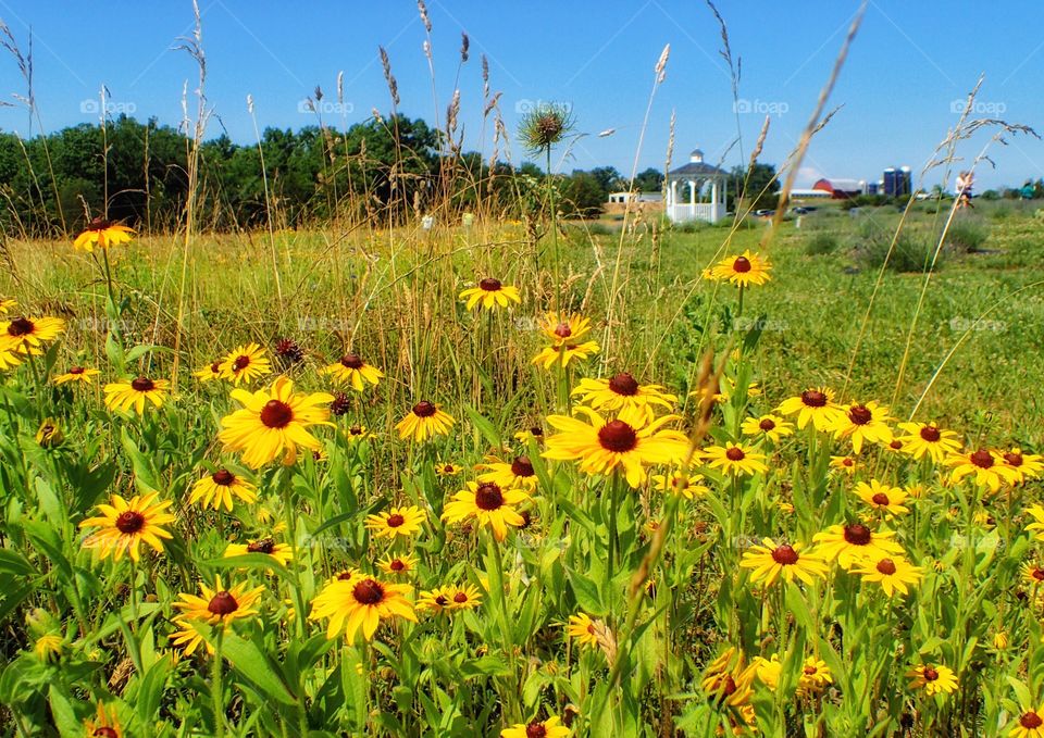 Field of wild flowers 