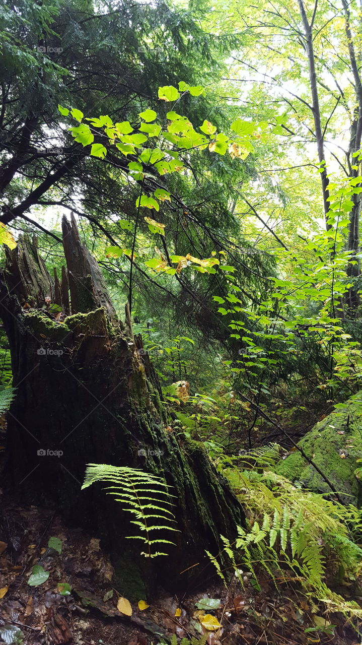 Moss covered tree stump raises up in the middle of an early autum forest.