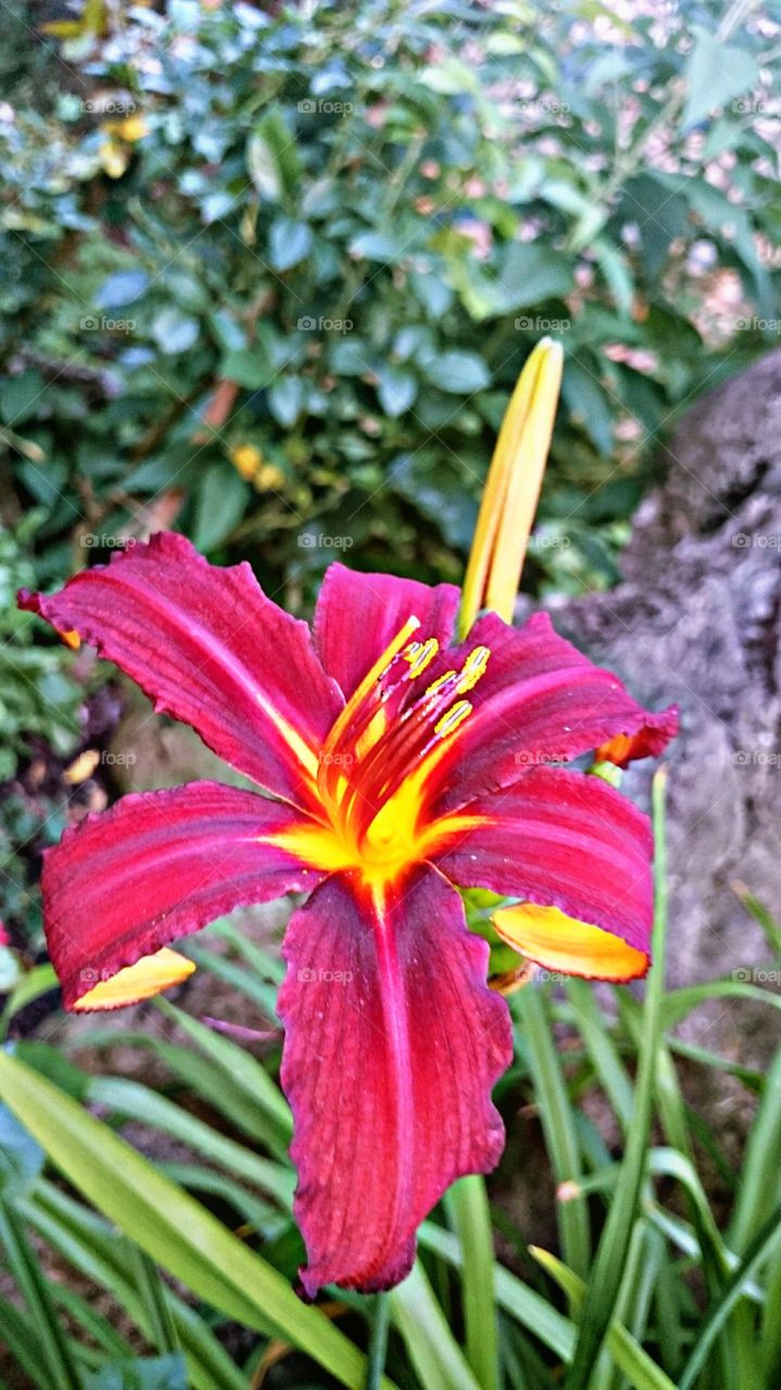 Close up of pink flower
