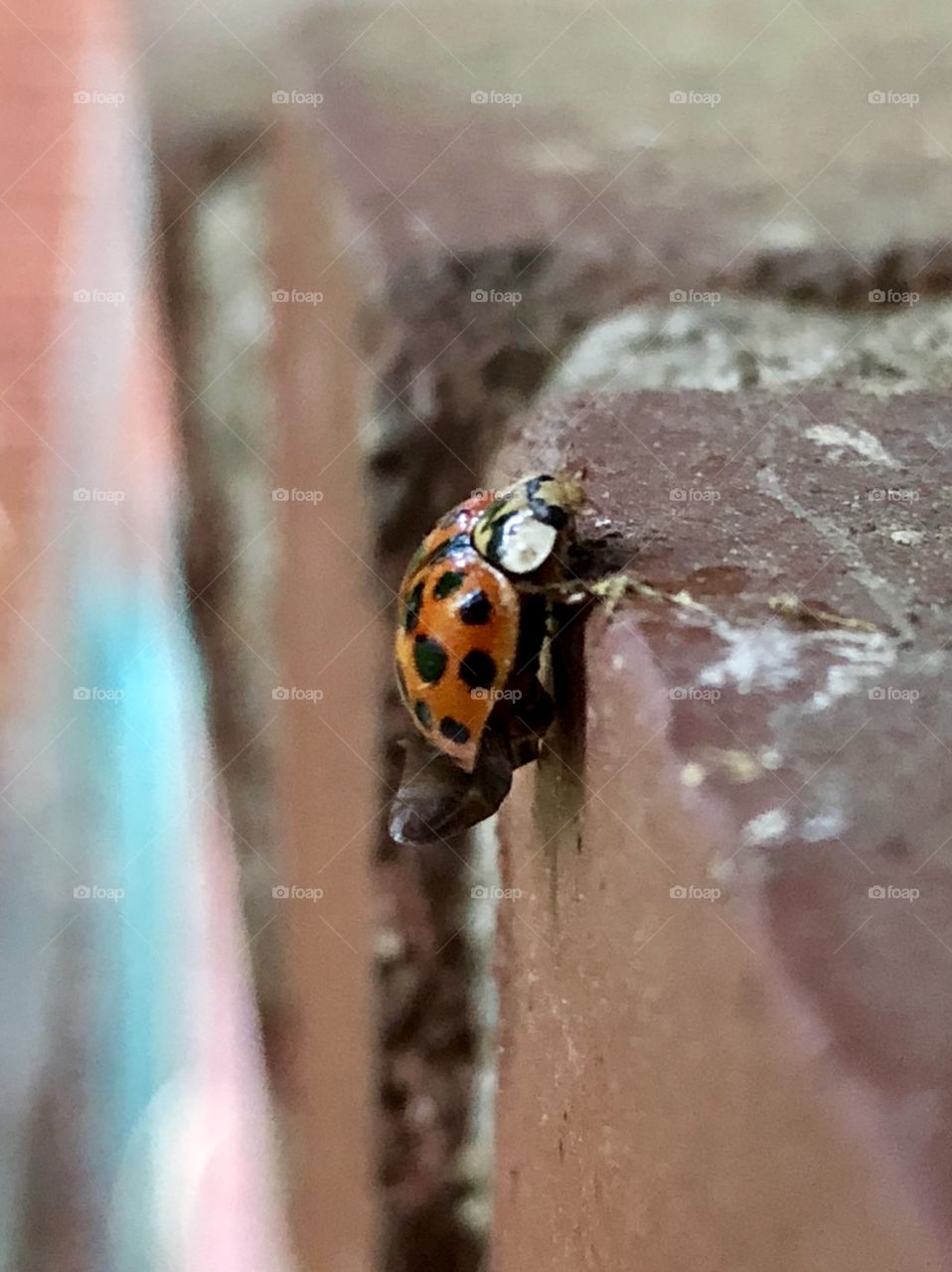 Lady Bug, lady bug, flew to my home, inspecting the bricks and the grout for spare loam. 