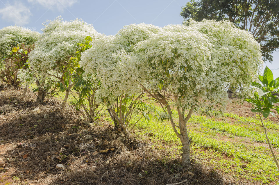 Line Of Euphorbia Trees