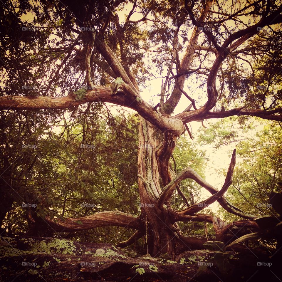 Unique tree in the forest