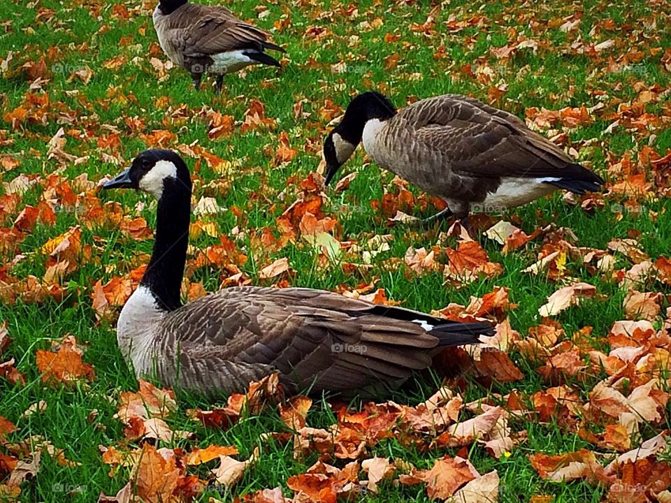 Canada geese 