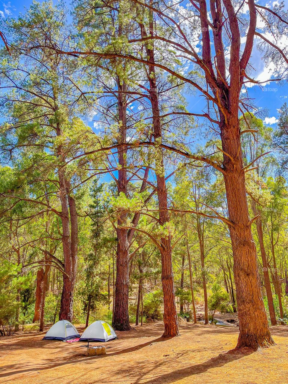 Camping under tall trees 🌲