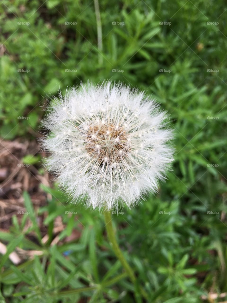 Dandelion clock 