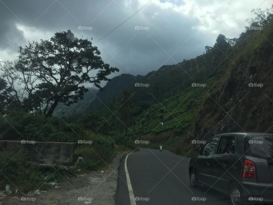 walkway through forest