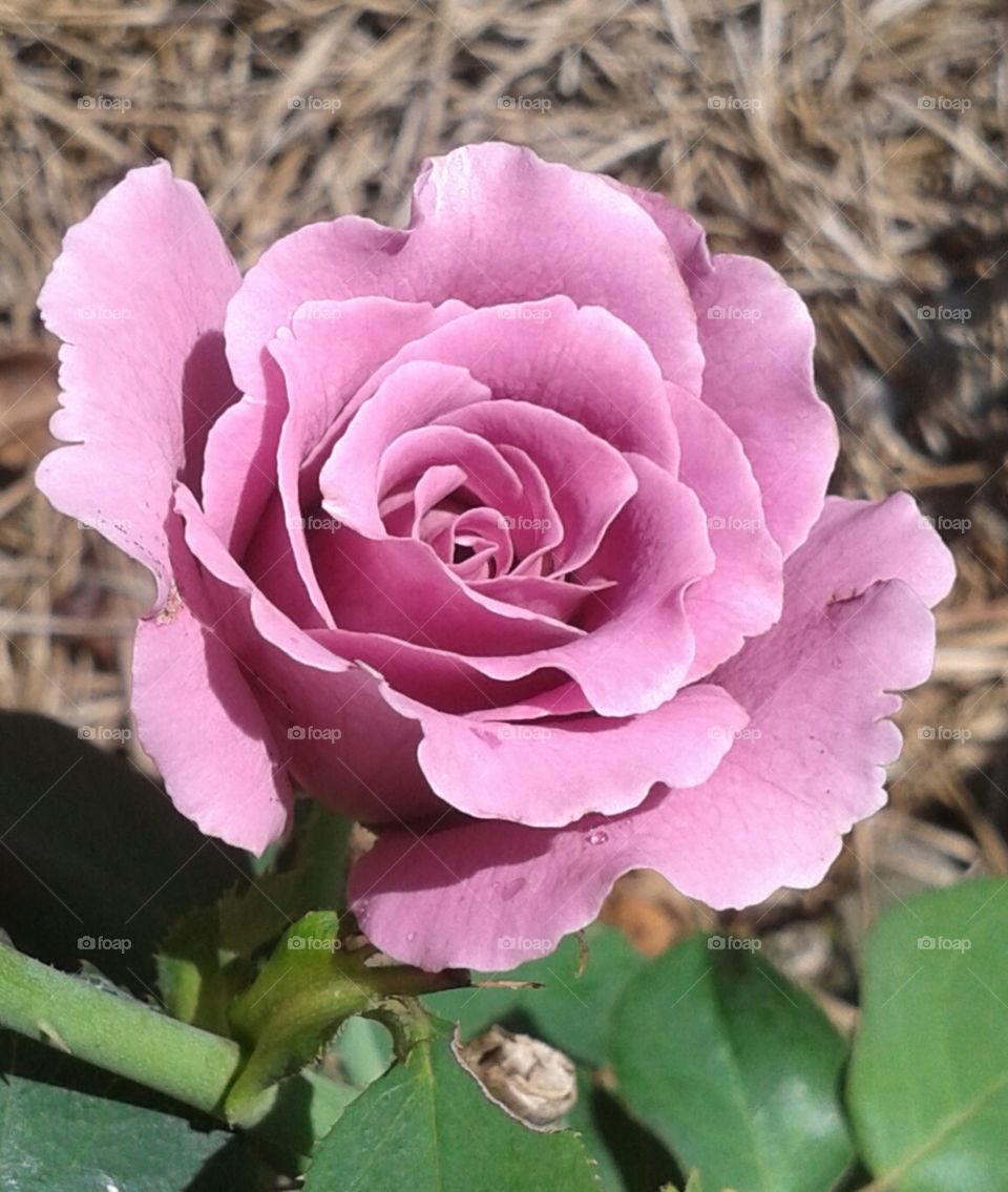 violet internal spiral