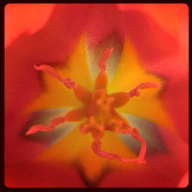 Tulip
