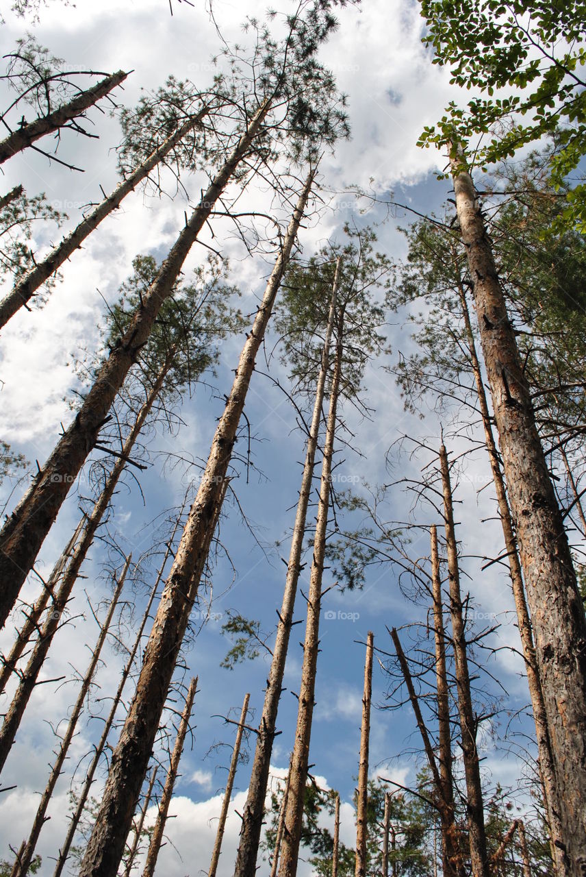 Trees in the mountain