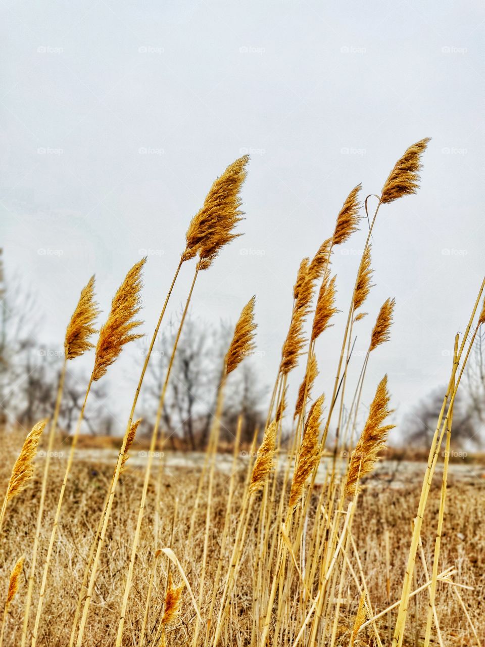 The reeds in the wind