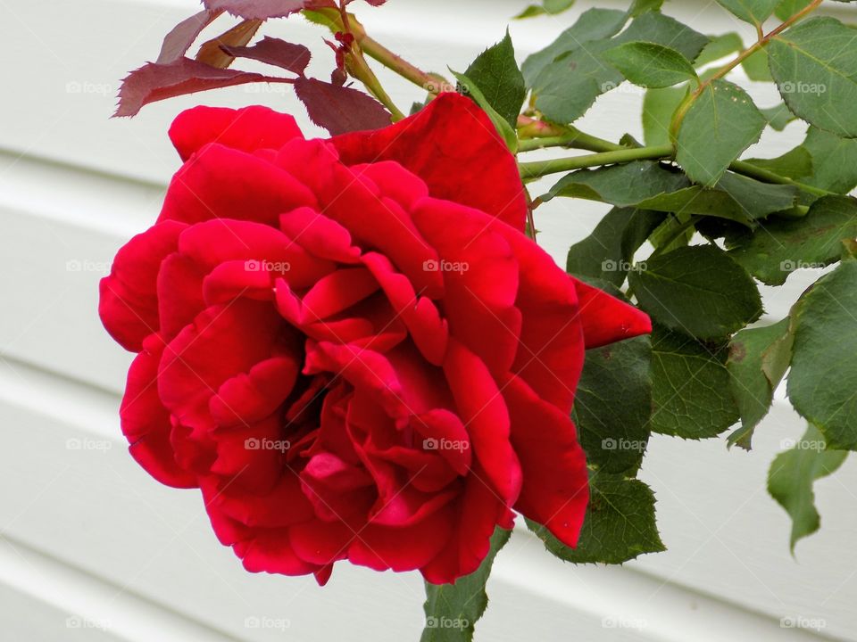 Lovely red rose