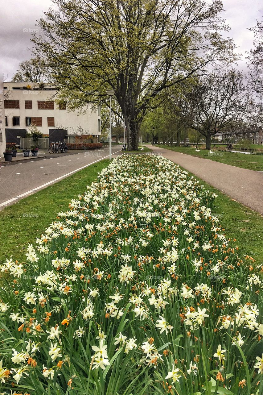 Flowers in Amsterdam 