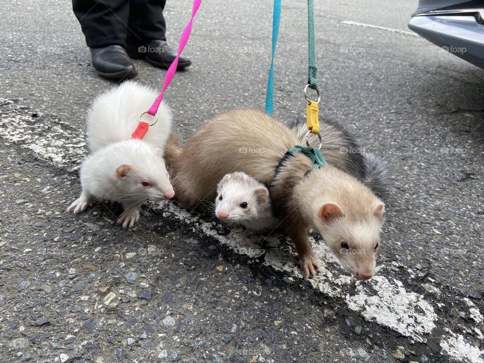Walking your ferrets to the store
