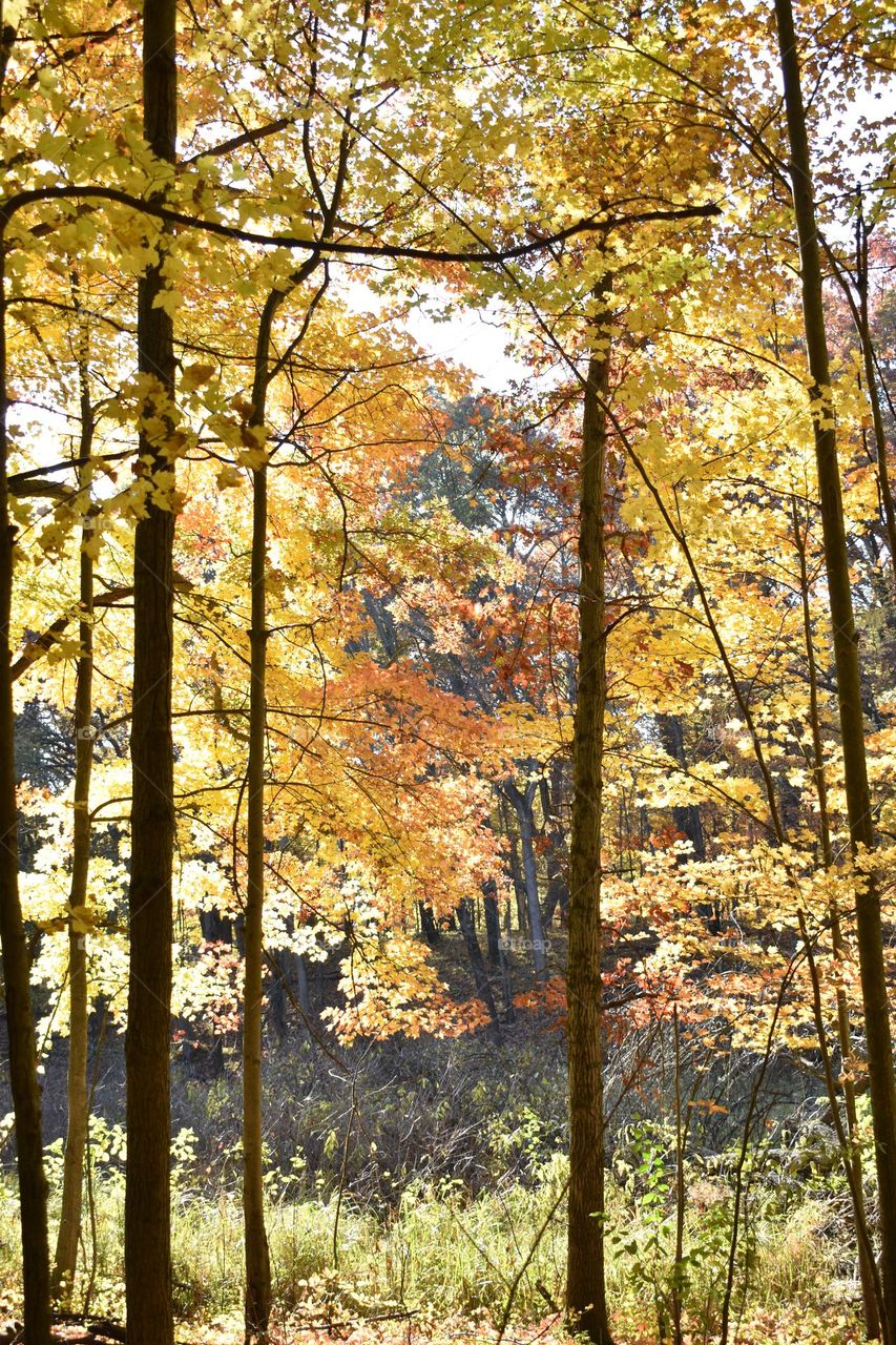 Orange and yellow leaves shine in the fall sun