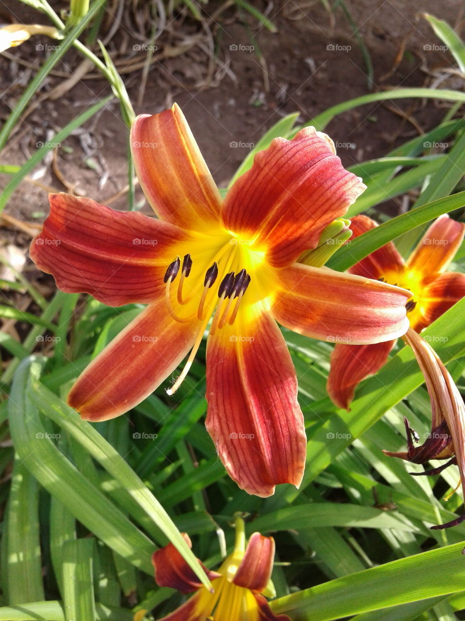 enticing Lily