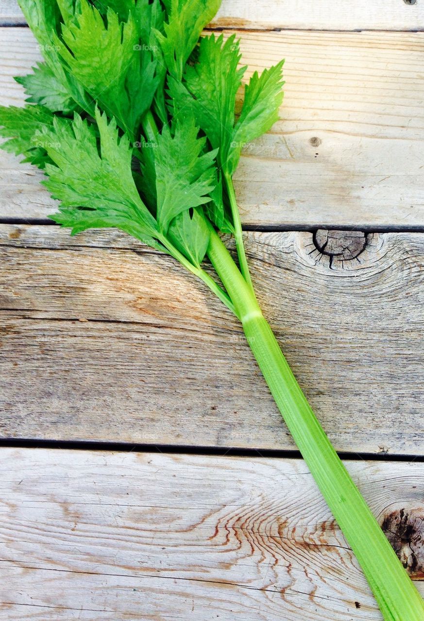 my first homegrown celery